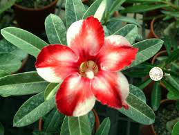 (image for) Adenium Obesum \'Star of Silver Wings\' x 5 Seeds